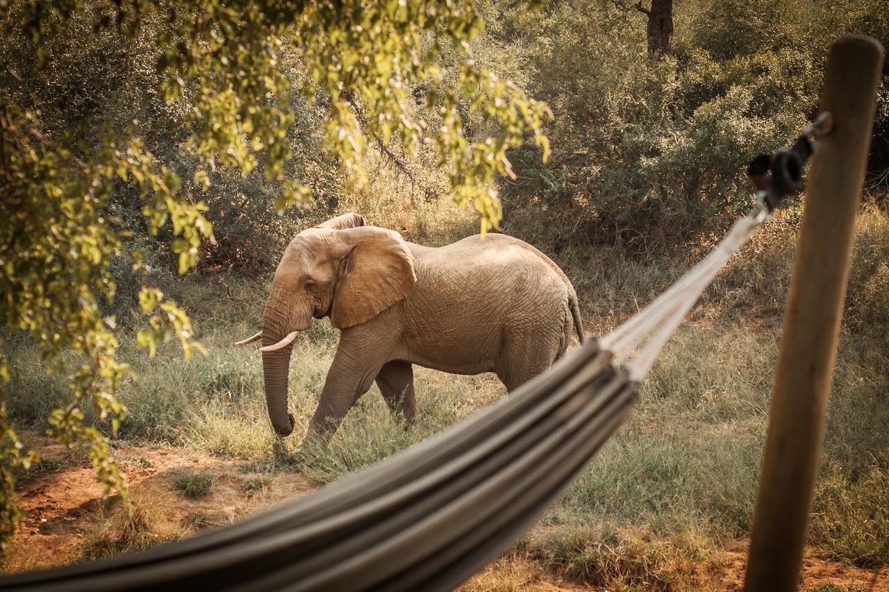 Garonga Safari Camp Villa Makalali Game Reserve Bagian luar foto