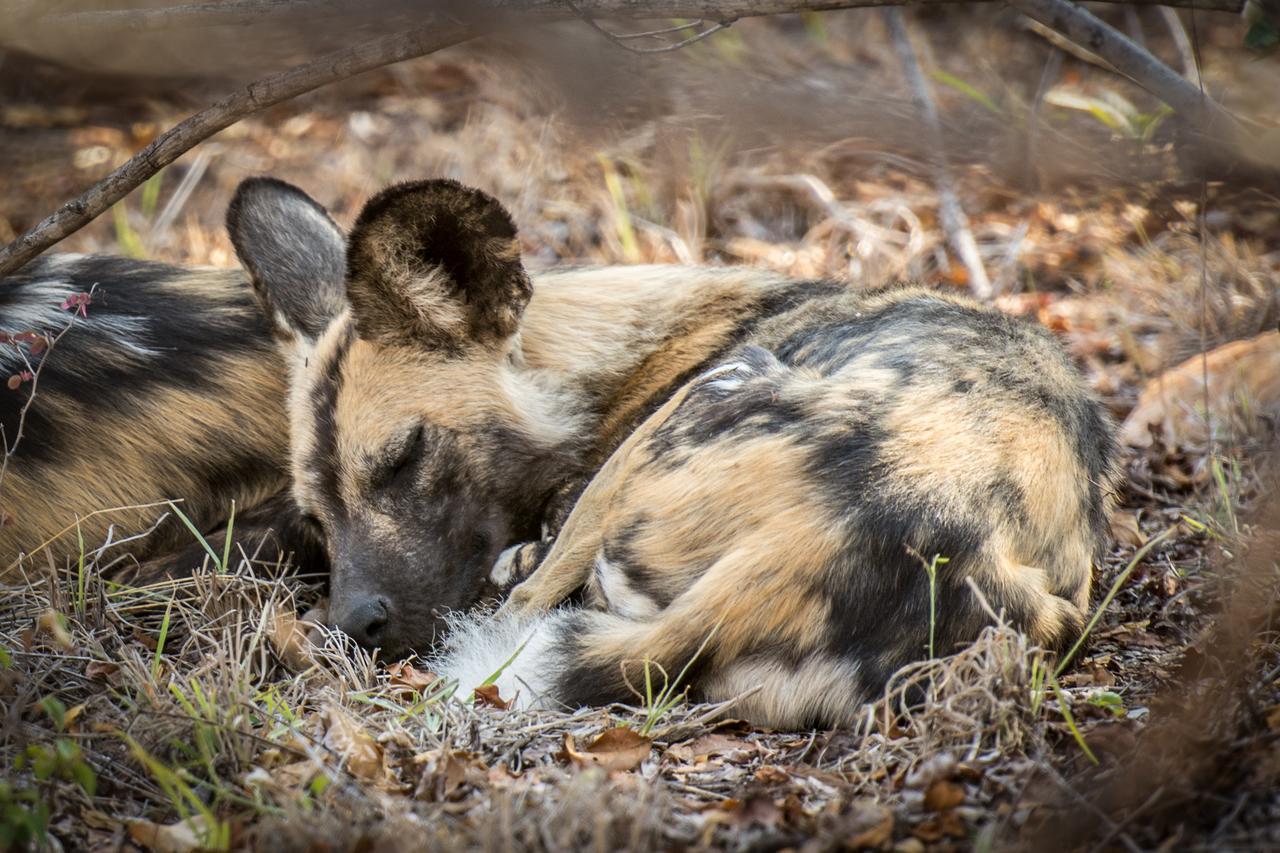 Garonga Safari Camp Villa Makalali Game Reserve Bagian luar foto