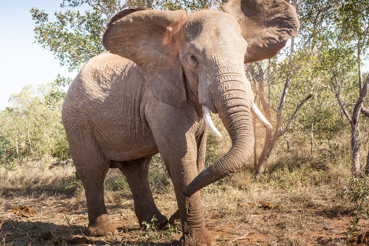 Garonga Safari Camp Villa Makalali Game Reserve Bagian luar foto