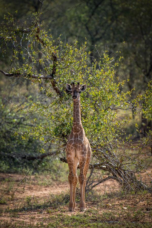 Garonga Safari Camp Villa Makalali Game Reserve Bagian luar foto