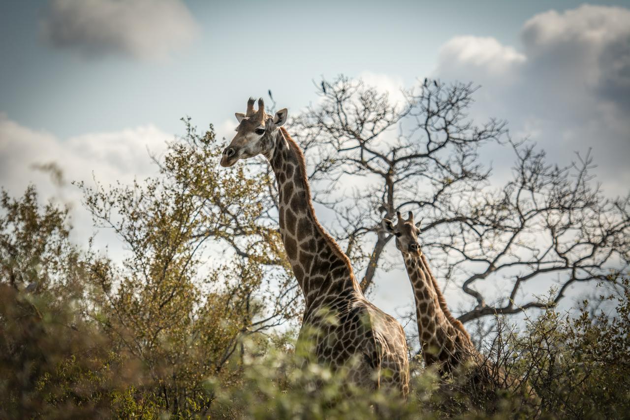 Garonga Safari Camp Villa Makalali Game Reserve Bagian luar foto