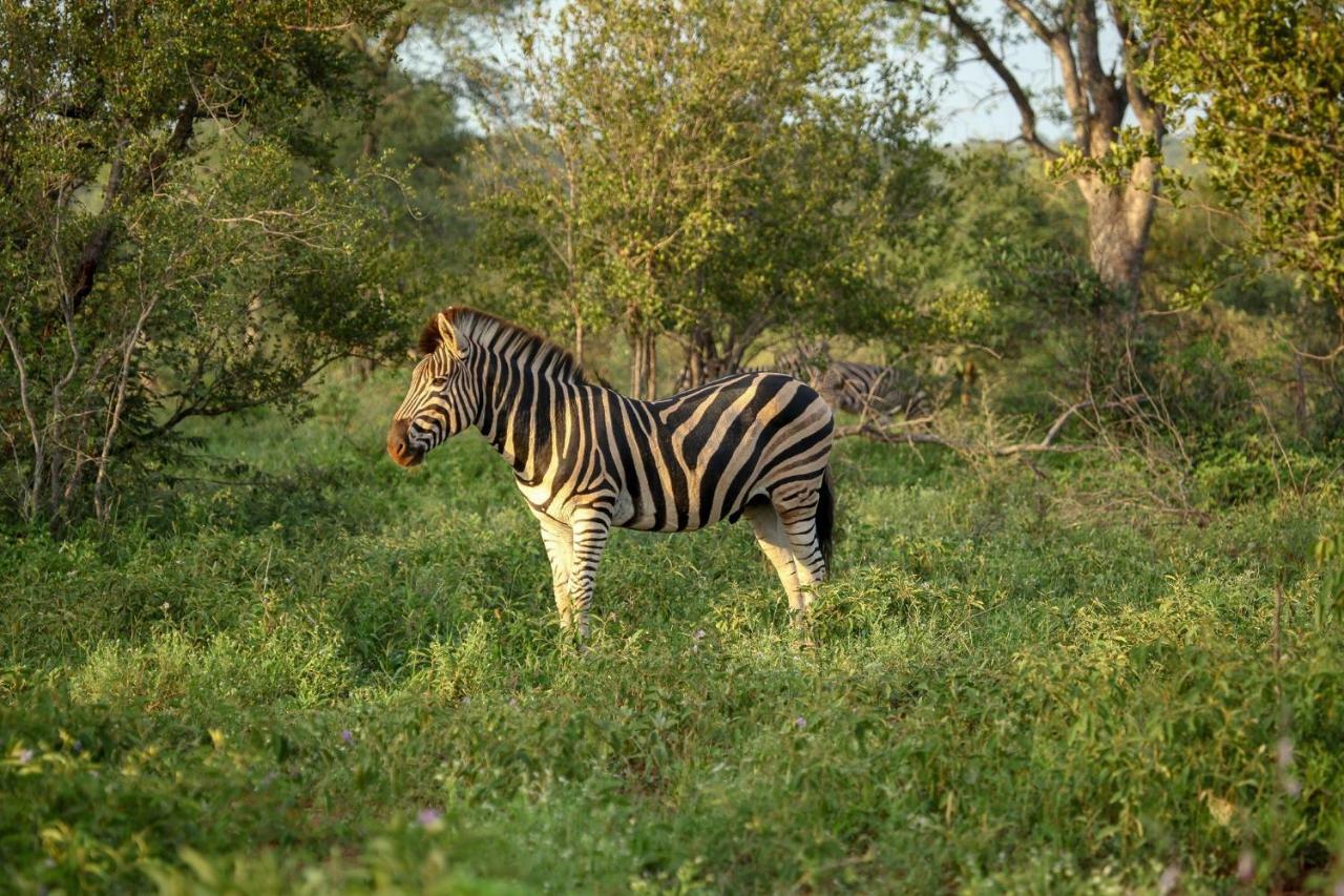 Garonga Safari Camp Villa Makalali Game Reserve Bagian luar foto