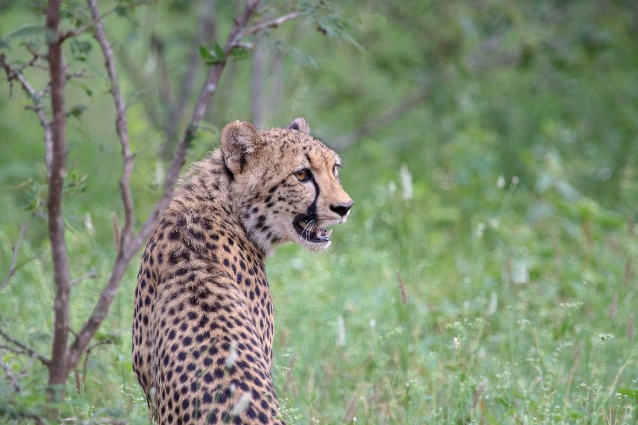 Garonga Safari Camp Villa Makalali Game Reserve Bagian luar foto