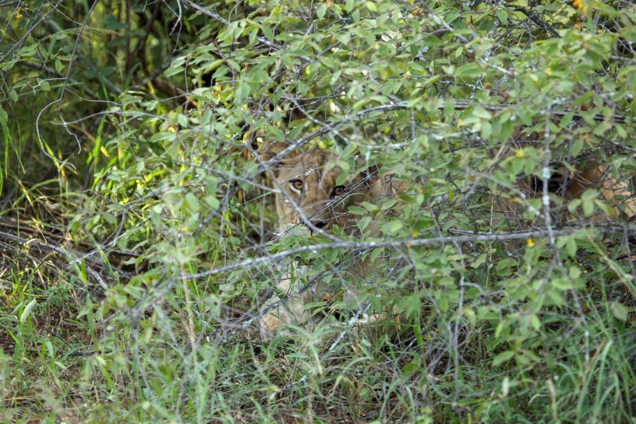 Garonga Safari Camp Villa Makalali Game Reserve Bagian luar foto