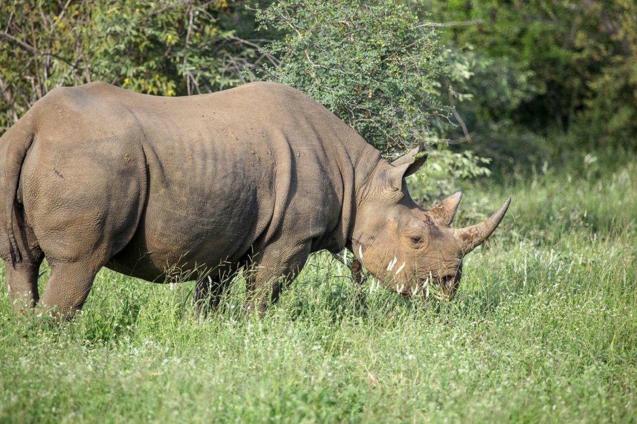 Garonga Safari Camp Villa Makalali Game Reserve Bagian luar foto