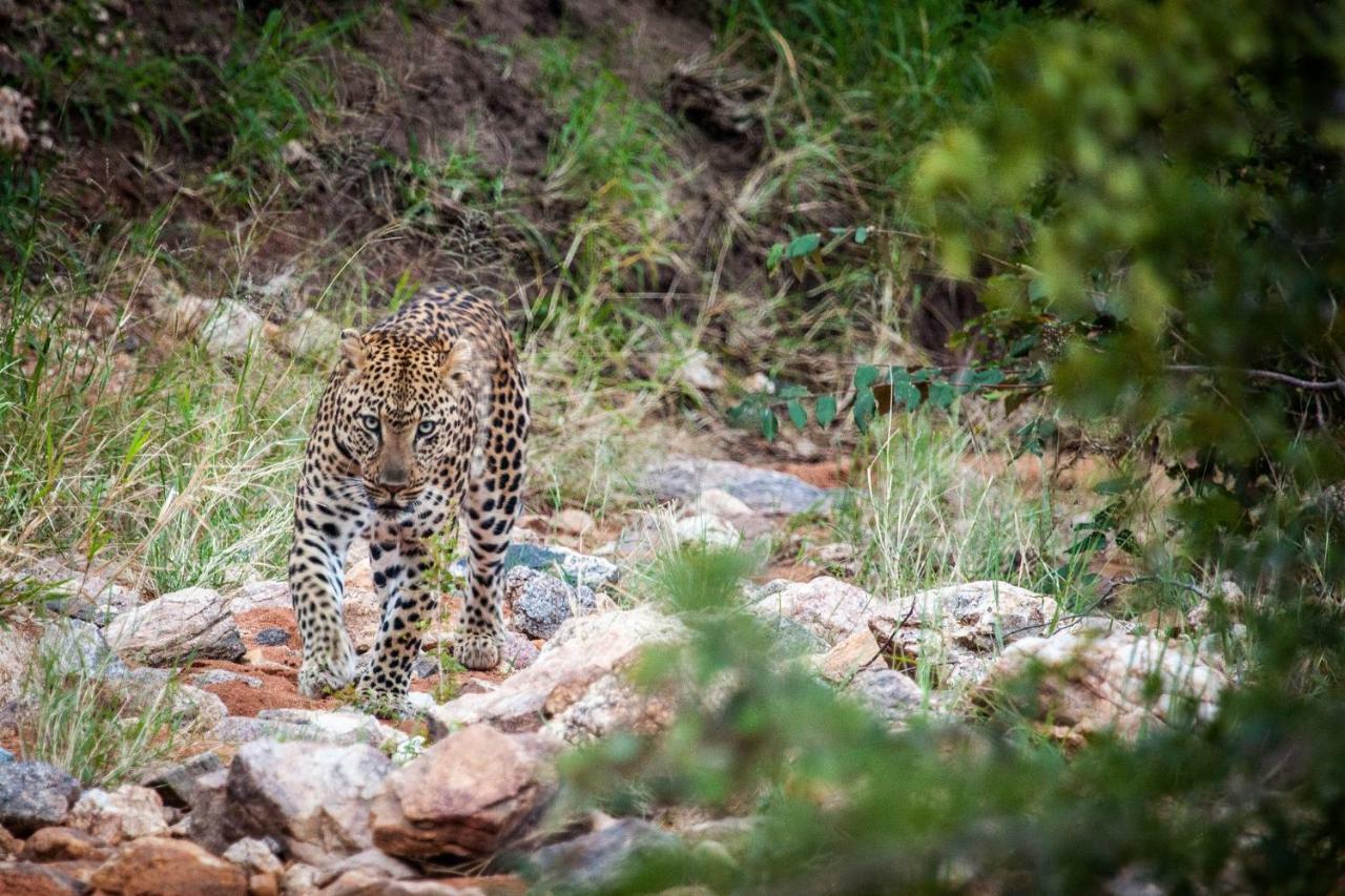 Garonga Safari Camp Villa Makalali Game Reserve Bagian luar foto