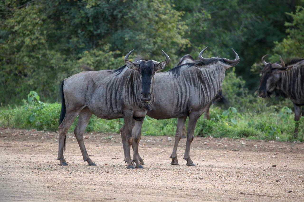 Garonga Safari Camp Villa Makalali Game Reserve Bagian luar foto