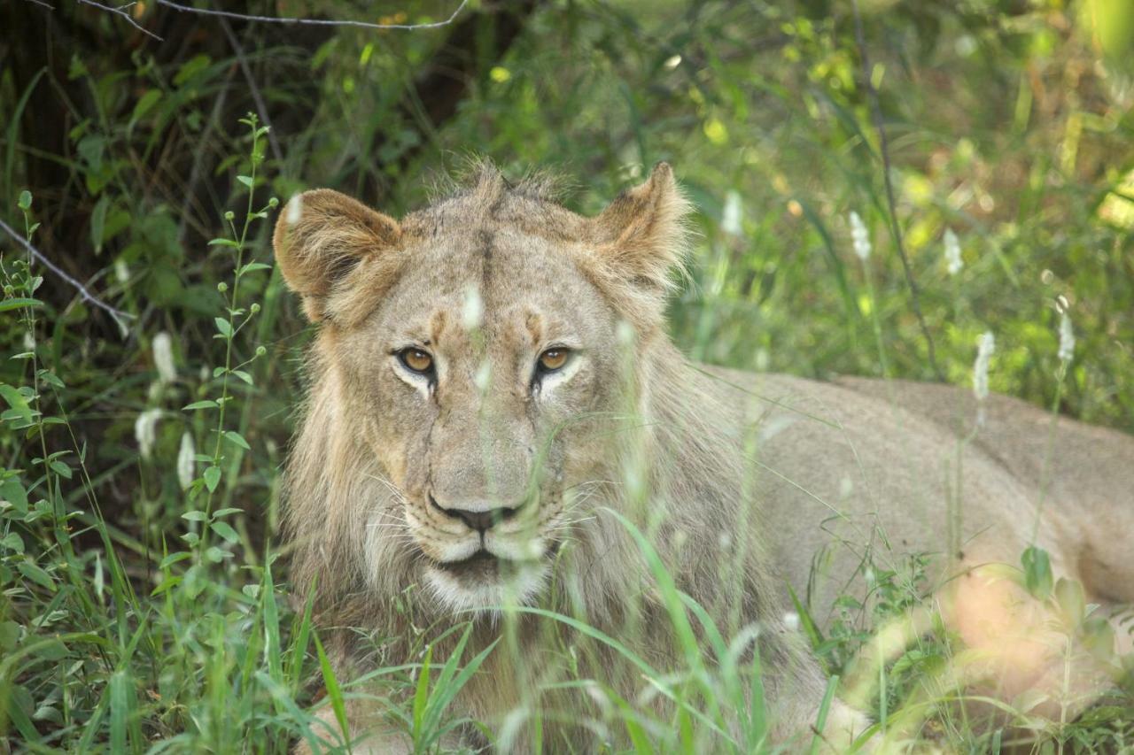 Garonga Safari Camp Villa Makalali Game Reserve Bagian luar foto