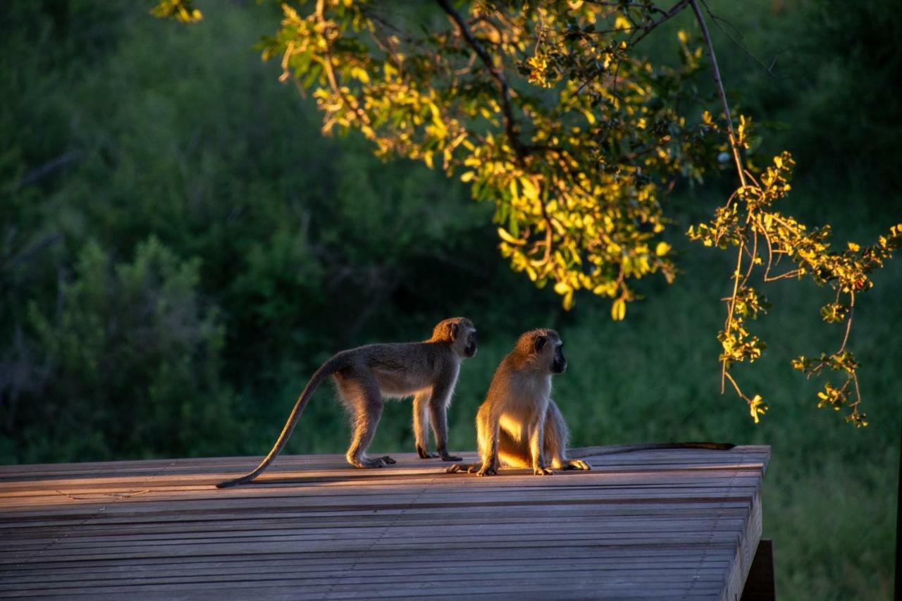 Garonga Safari Camp Villa Makalali Game Reserve Bagian luar foto